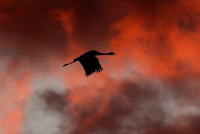 A gray crane flies over Agamon Lake in the Hula Valley Nature Reserve as the sun rises in northern Israel on January 15, 2026. The Hula Valley is home to a unique migration sanctuary for hundreds of millions of birds migrating from Europe and Asia to Africa and back during the spring and autumn seasons. (Photo by Jack GUEZ / AFP)