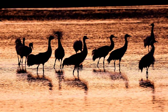 A photograph shows gray cranes flocking on Agamon Lake in the Hula Valley Nature Reserve as the sun rises in northern Israel on January 15, 2026. The Hula Valley is home to a unique migration sanctuary for hundreds of millions of birds migrating from Europe and Asia to Africa and back during the spring and autumn seasons. (Photo by Jack GUEZ / AFP)