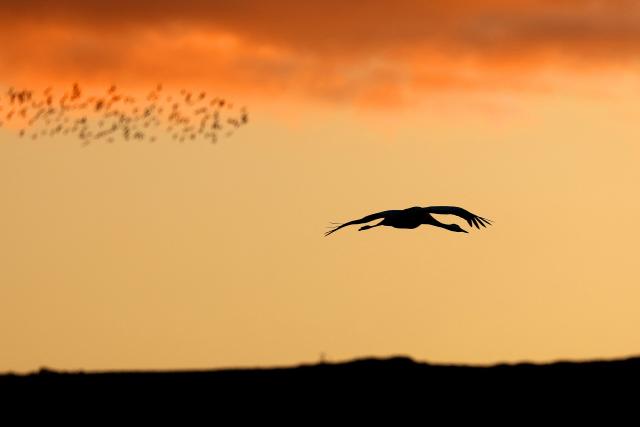 A gray crane flies over Agamon Lake in the Hula Valley Nature Reserve as the sun rises in northern Israel on January 15, 2026. The Hula Valley is home to a unique migration sanctuary for hundreds of millions of birds migrating from Europe and Asia to Africa and back during the spring and autumn seasons. (Photo by Jack GUEZ / AFP)