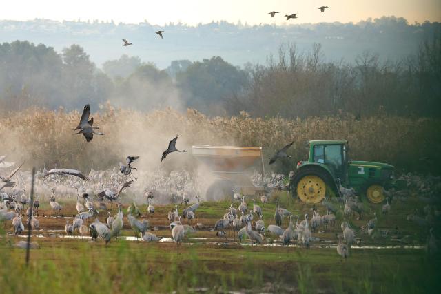 A tractor disperses food for gray cranes flocking on the banks of Agamon Lake in the Hula Valley Nature Reserve as the sun rises in northern Israel on January 15, 2026. The Hula Valley is home to a unique migration sanctuary for hundreds of millions of birds migrating from Europe and Asia to Africa and back during the spring and autumn seasons. Local farmers feed the birds with corn in a bid to prevent them from destroying their agricultural fields. (Photo by Jack GUEZ / AFP)