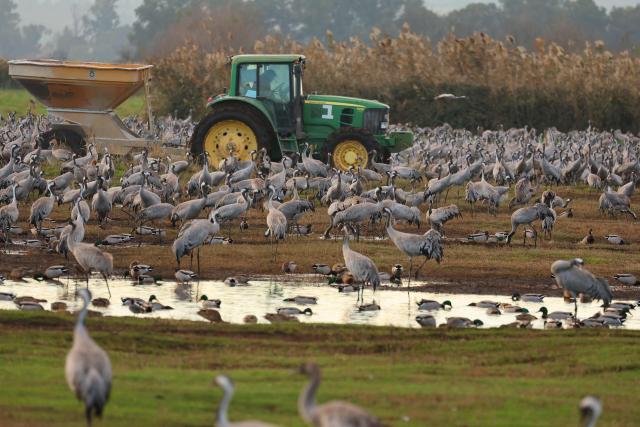 A tractor disperses food for gray cranes flocking on the banks of Agamon Lake in the Hula Valley Nature Reserve as the sun rises in northern Israel on January 15, 2026. The Hula Valley is home to a unique migration sanctuary for hundreds of millions of birds migrating from Europe and Asia to Africa and back during the spring and autumn seasons. Local farmers feed the birds with corn in a bid to prevent them from destroying their agricultural fields. (Photo by Jack GUEZ / AFP)