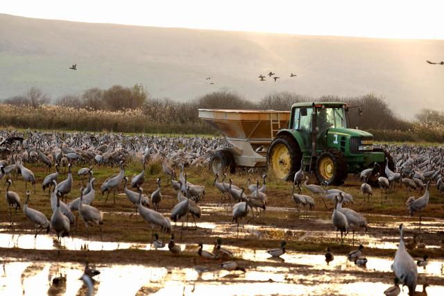 A tractor disperses food for gray cranes flocking on the banks of Agamon Lake in the Hula Valley Nature Reserve as the sun rises in northern Israel on January 15, 2026. The Hula Valley is home to a unique migration sanctuary for hundreds of millions of birds migrating from Europe and Asia to Africa and back during the spring and autumn seasons. Local farmers feed the birds with corn in a bid to prevent them from destroying their agricultural fields. (Photo by Jack GUEZ / AFP)