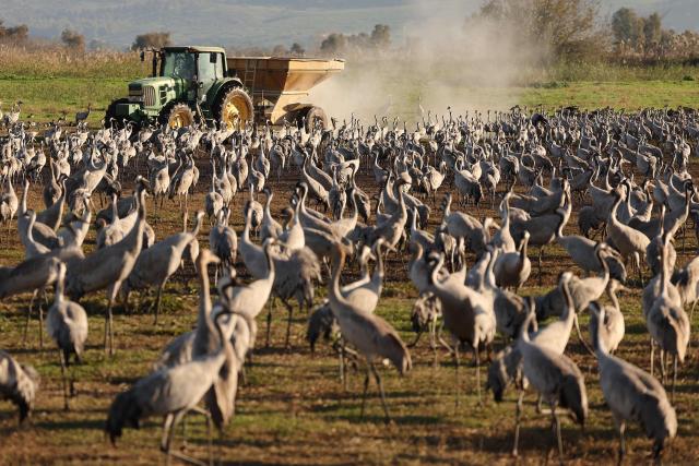 A tractor disperses food for gray cranes flocking on the banks of Agamon Lake in the Hula Valley Nature Reserve as the sun rises in northern Israel on January 15, 2026. The Hula Valley is home to a unique migration sanctuary for hundreds of millions of birds migrating from Europe and Asia to Africa and back during the spring and autumn seasons. Local farmers feed the birds with corn in a bid to prevent them from destroying their agricultural fields. (Photo by Jack GUEZ / AFP)