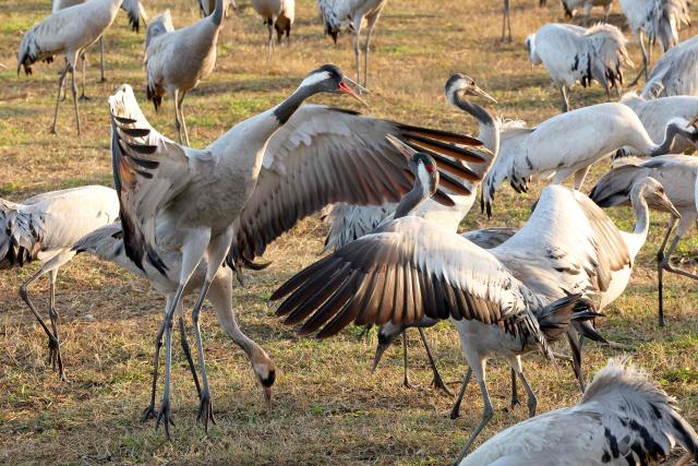 Gray cranes feed on food dispersed by a local farmer as they flock along the banks of Agamon Lake in the Hula Valley Nature Reserve in northern Israel on January 15, 2026. The Hula Valley is home to a unique migration sanctuary for hundreds of millions of birds migrating from Europe and Asia to Africa and back during the spring and autumn seasons. Local farmers feed the birds with corn in a bid to prevent them from destroying their agricultural fields. (Photo by Jack GUEZ / AFP)