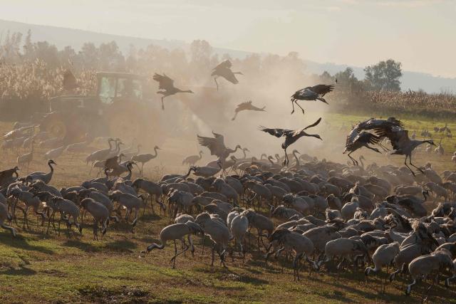A tractor disperses food for gray cranes flocking on the banks of Agamon Lake in the Hula Valley Nature Reserve as the sun rises in northern Israel on January 15, 2026. The Hula Valley is home to a unique migration sanctuary for hundreds of millions of birds migrating from Europe and Asia to Africa and back during the spring and autumn seasons. Local farmers feed the birds with corn in a bid to prevent them from destroying their agricultural fields. (Photo by Jack GUEZ / AFP)