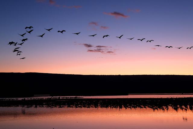 Gray cranes fly over Agamon Lake in the Hula Valley Nature Reserve as the sun rises in northern Israel on January 15, 2026. The Hula Valley is home to a unique migration sanctuary for hundreds of millions of birds migrating from Europe and Asia to Africa and back during the spring and autumn seasons. (Photo by Jack GUEZ / AFP)