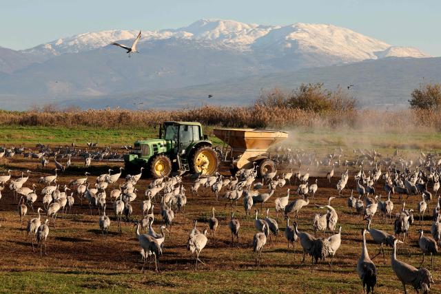 A tractor disperses food for gray cranes flocking on the banks of Agamon Lake in the Hula Valley Nature Reserve as the sun rises in northern Israel on January 15, 2026. The Hula Valley is home to a unique migration sanctuary for hundreds of millions of birds migrating from Europe and Asia to Africa and back during the spring and autumn seasons. Local farmers feed the birds with corn in a bid to prevent them from destroying their agricultural fields. (Photo by Jack GUEZ / AFP)