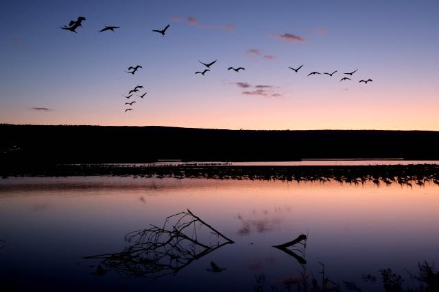 Gray cranes fly over Agamon Lake in the Hula Valley Nature Reserve as the sun rises in northern Israel on January 15, 2026. The Hula Valley is home to a unique migration sanctuary for hundreds of millions of birds migrating from Europe and Asia to Africa and back during the spring and autumn seasons. (Photo by Jack GUEZ / AFP)