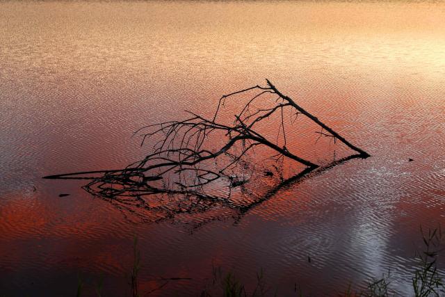 A photograph shows tree branches emerging from the water along the banks of Agamon Lake in the Hula Valley Nature Reserve as the sun rises in northern Israel on January 15, 2026. The Hula Valley is home to a unique migration sanctuary for hundreds of millions of birds migrating from Europe and Asia to Africa and back during the spring and autumn seasons. (Photo by Jack GUEZ / AFP)