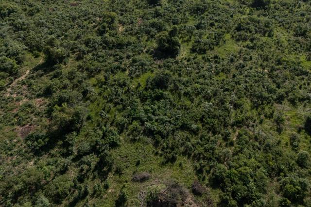 This aerial view shows a forest area in Likasi on November 27, 2025. As Chinese, US and other companies jostle over DR Congo’s critical minerals, communities in Haut-Katanga province fear security restrictions or unannounced road constructions in reserves will increase as they seek to protect their land. (Photo by Glody MURHABAZI / AFP)