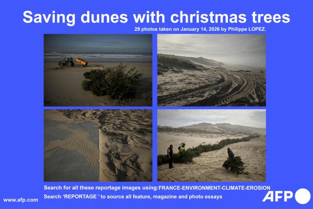 AFP presents a reportage by Philippe LOPEZ of 29 pictures taken in Carcans, south-western France, on January 14, 2026. Recycled christmas trees are placed on dunes as part of an ecological engineering project managed by the National Forestry Office (ONF) to combat coastal erosion by trapping windblown sand and promoting the growth of native vegetation like marram grass and sea spurge, natural dune-stabilizing plants that protect the coastline from rising sea levels and increasingly frequent storms.

Search for all these reportage images using: slug-slug-slug-slug
Search "REPORTAGE" to source all feature, magazine and photo essays (Photo by Philippe LOPEZ / AFP)
