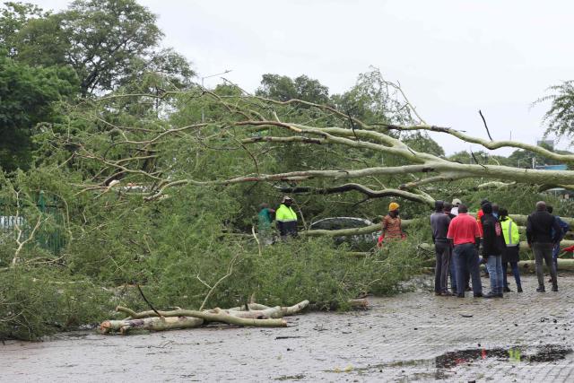 A general view of a tree that fell on a car following torrential rains in Giyani on January 12, 2026. Flooding triggered by torrential rains in northeastern South Africa claimed at least 10 lives overnight and forced the closure of the iconic Kruger National Park, officials said on January 15, 2026. 
The weather service issued the maximum warning for more rain in parts of the country while neighbouring Mozambique was also on alert after flooding that inundated roads and homes. (Photo by Orlando Chauke / AFP)