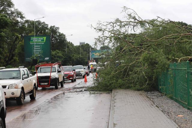 A general view of a tree that fell onto a fence following torrential rains in Giyani on January 12, 2026. Flooding triggered by torrential rains in northeastern South Africa claimed at least 10 lives overnight and forced the closure of the iconic Kruger National Park, officials said on January 15, 2026. 
The weather service issued the maximum warning for more rain in parts of the country while neighbouring Mozambique was also on alert after flooding that inundated roads and homes. (Photo by Orlando Chauke / AFP)