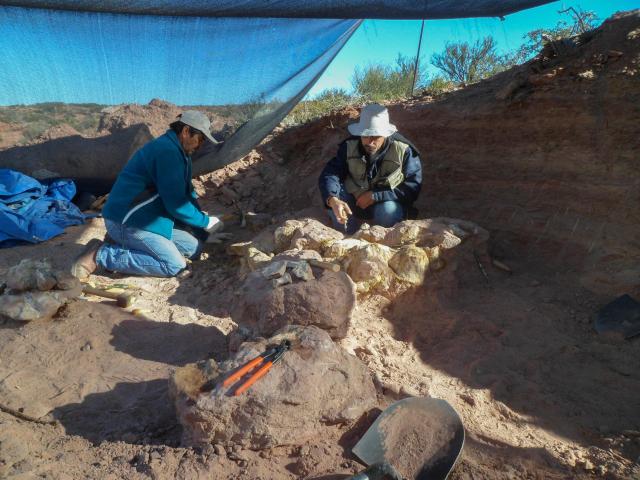 This handout picture released by Argentina’s CONICET, taken on March 29, 2013, shows paleontologist Leonardo Filippi working on the discovery of the fossilized remains of a new species of sauropod dinosaur, approximately 83 million years old, in La Invernada, Neuquen province, Argentina. Argentine scientists have found the remains of a new species of sauropod dinosaur, approximately 83 million years old, in the Patagonian province of Neuquen, the state research institute Conicet reported this week. The skeleton of the long?necked herbivore, belonging to the titanosaur group and named Yeneen houssayi, was found in an area known as Cerro Overo – La Invernada, a region rich in paleontological remains. The discovery was published in the specialized journal Historical Biology. (Photo by Handout / CONICET / AFP)