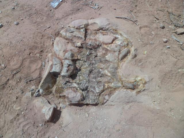 “This handout picture released by Argentina’s CONICET, taken on March 29, 2013, shows the fossilized remains of a new species of sauropod dinosaur, approximately 83 million years old, in La Invernada, Neuquйn province, Argentina. Argentine scientists have found the remains of a new species of sauropod dinosaur, approximately 83 million years old, in the Patagonian province of Neuquen, the state research institute Conicet reported this week. The skeleton of the long-necked herbivore, belonging to the titanosaur group and named Yeneen houssayi, was found in an area known as Cerro Overo – La Invernada, a region rich in paleontological remains. The discovery was published in the specialized journal Historical Biology. (Photo by Handout / CONICET / AFP)
