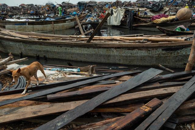 A dog navigates its way over rubble in Makoko, a floating slum in Lagos, on January 9, 2026. Authorities have demolished hundreds of wooden shacks in Makoko, Africa’s largest and most iconic floating slum, which is built on stilts above the lagoon in the heart of Lagos. The operation is part of an ongoing campaign to remove what officials describe as illegal structures and reclaim waterfront land for modern real-estate developments. (Photo by TOYIN ADEDOKUN / AFP)