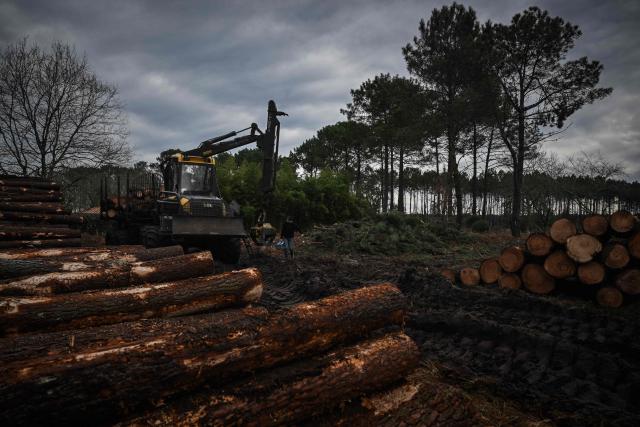 A worker walks towards a heavy equipment vehicle used to pile cut pine trunks along a forest road during pine wood nematode containment operations near Seignosse, south-western France, on January 13, 2026. The accelerated timber harvesting in areas surrounding an infested zone aims to contain the spread of pine wood nematode, a microscopic worm that has infected thousands of hectares of maritime pine forests in the Landes department threatening one of Europe's largest planted forests. (Photo by Philippe LOPEZ / AFP)
