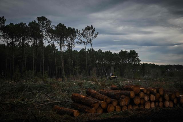 A worker using heavy equipment cuts down a tree during pine wood nematode containment operations near Seignosse, south-western France, on January 13, 2026. The accelerated timber harvesting in areas surrounding an infested zone aims to contain the spread of pine wood nematode, a microscopic worm that has infected thousands of hectares of maritime pine forests in the Landes department threatening one of Europe's largest planted forests. (Photo by Philippe LOPEZ / AFP)
