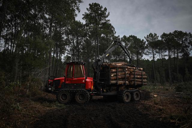 A specialised forestry machine transports harvested pine trunks through cleared forest areas during pine wood nematode containment operations near Seignosse, south-western France, on January 13, 2026. The accelerated timber harvesting in areas surrounding an infested zone aims to contain the spread of pine wood nematode, a microscopic worm that has infected thousands of hectares of maritime pine forests in the Landes department threatening one of Europe's largest planted forests. (Photo by Philippe LOPEZ / AFP)
