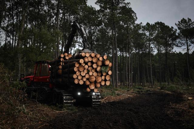 A specialised forestry machine transports harvested pine trunks through cleared forest areas during pine wood nematode containment operations near Seignosse, south-western France, on January 13, 2026. The accelerated timber harvesting in areas surrounding an infested zone aims to contain the spread of pine wood nematode, a microscopic worm that has infected thousands of hectares of maritime pine forests in the Landes department threatening one of Europe's largest planted forests. (Photo by Philippe LOPEZ / AFP)