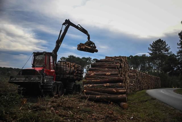 A worker operates heavy equipment to pile cut pine trunks along a forest road during pine wood nematode containment operations near Seignosse, south-western France, on January 13, 2026. The accelerated timber harvesting in areas surrounding an infested zone aims to contain the spread of pine wood nematode, a microscopic worm that has infected thousands of hectares of maritime pine forests in the Landes department threatening one of Europe's largest planted forests. (Photo by Philippe LOPEZ / AFP)