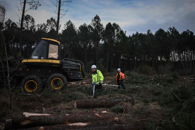 Forestry operators walk among cut pine trees in a cleared area during pine wood nematode containment operations near Seignosse, south-western France, on January 13, 2026. The accelerated timber harvesting in areas surrounding an infested zone aims to contain the spread of pine wood nematode, a microscopic worm that has infected thousands of hectares of maritime pine forests in the Landes department threatening one of Europe's largest planted forests. (Photo by Philippe LOPEZ / AFP)