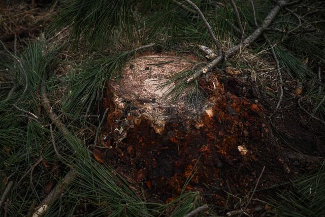 Felled pine tree trunks are stacked along a roadside during pine wood nematode containment operations near Seignosse, south-western France, on January 13, 2026. The accelerated timber harvesting in areas surrounding an infested zone aims to contain the spread of pine wood nematode, a microscopic worm that has infected thousands of hectares of maritime pine forests in the Landes department threatening one of Europe's largest planted forests. (Photo by Philippe LOPEZ / AFP)