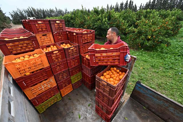 A man collects so-called Maltese oranges, a variety specific to Tunisia, at a farm in Bou Argoub, near the northeastern city of Nabeul on January 16, 2026. (Photo by FETHI BELAID / AFP)
