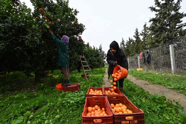 Women collect so-called Maltese oranges, a variety specific to Tunisia, at a farm in Bou Argoub, near the northeastern city of Nabeul on January 16, 2026. (Photo by FETHI BELAID / AFP)