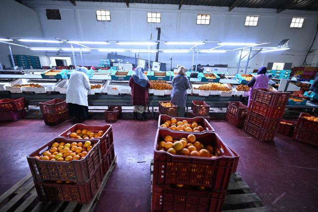 Employees sort and pack so-called Maltese oranges, a variety specific to Tunisia, at the Prospérité export factory in Bou Argoub, near the northeastern city of Nabeul on January 16, 2026. (Photo by FETHI BELAID / AFP)