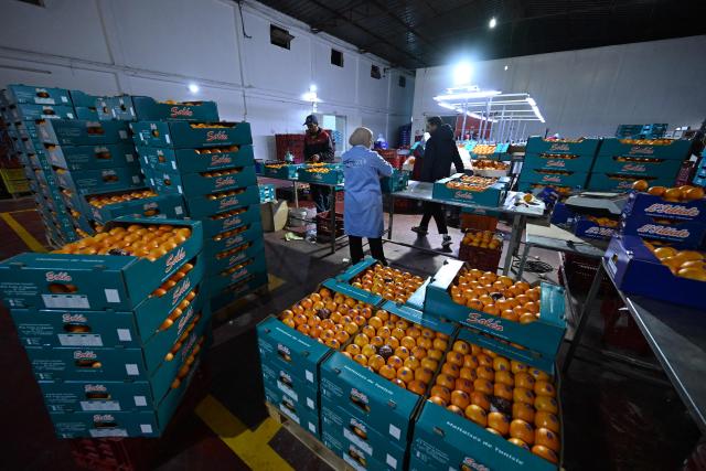 Employees sort and pack so-called Maltese oranges, a variety specific to Tunisia, at the Prospérité export factory in Bou Argoub, near the northeastern city of Nabeul on January 16, 2026. (Photo by FETHI BELAID / AFP)