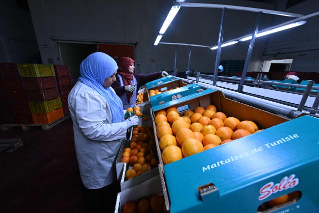 Employees sort and pack so-called Maltese oranges, a variety specific to Tunisia, at the Prospérité export factory in Bou Argoub, near the northeastern city of Nabeul on January 16, 2026. (Photo by FETHI BELAID / AFP)
