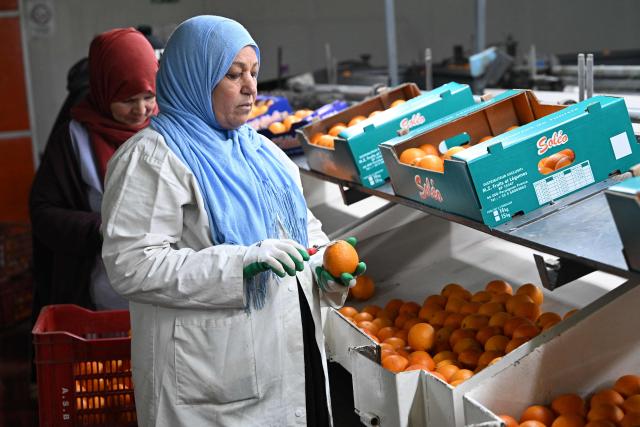 Employees sort and pack so-called Maltese oranges, a variety specific to Tunisia, at the Prospérité export factory in Bou Argoub, near the northeastern city of Nabeul on January 16, 2026. (Photo by FETHI BELAID / AFP)