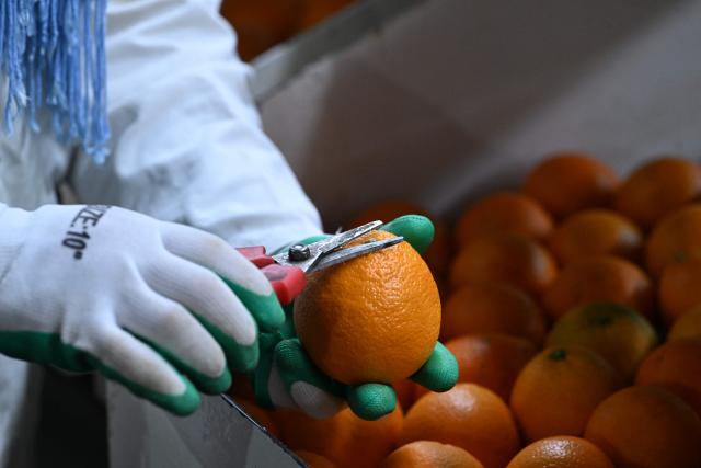 An employee sorts and pack so-called Maltese oranges, a variety specific to Tunisia, at the Prospérité export factory in Bou Argoub, near the northeastern city of Nabeul on January 16, 2026. (Photo by FETHI BELAID / AFP)