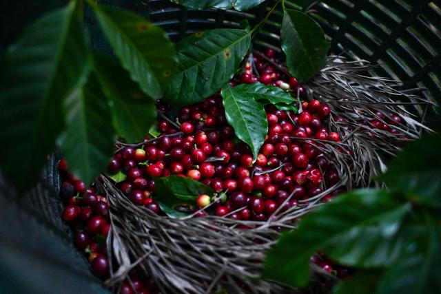 A view of coffee beans in a basket during a harvest at the Santa Victoria coffee farm factory in Panajachel, Guatemala taken on January 16, 2026. (Photo by Johan ORDÓÑEZ / AFP)