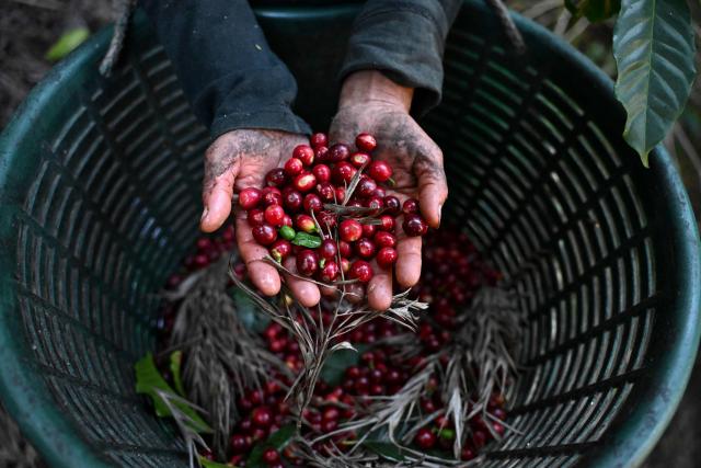 An indigenous woman shows coffee beans during a harvest at the Santa Victoria coffee farm factory in Panajachel, Guatemala on January 16, 2026. (Photo by JOHAN ORDONEZ / AFP)