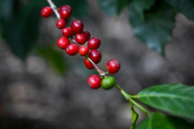 A view of coffee beans at the Santa Victoria coffee farm factory in Panajachel, Guatemala taken on January 16, 2026. (Photo by Johan ORDÓÑEZ / AFP)