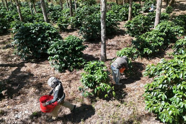 This aerial view shows farmworkers picking coffee beans during a harvest at the Santa Victoria coffee farm factory in Panajachel, Guatemala on January 16, 2026. (Photo by Johan ORDÓÑEZ / AFP)