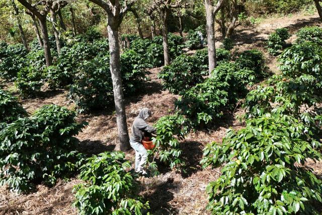 This aerial view shows a farmworker picking coffee beans during a harvest at the Santa Victoria coffee farm factory in Panajachel, Guatemala on January 16, 2026. (Photo by Johan ORDÓÑEZ / AFP)