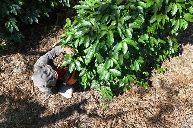 This aerial view shows a farmworker picking coffee beans during a harvest at the Santa Victoria coffee farm factory in Panajachel, Guatemala on January 16, 2026. (Photo by Johan ORDÓÑEZ / AFP)