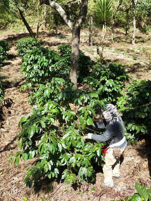 This aerial view shows a farmworker picking coffee beans during a harvest at the Santa Victoria coffee farm factory in Panajachel, Guatemala on January 16, 2026. (Photo by Johan ORDÓÑEZ / AFP)
