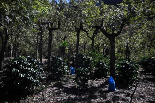 A coffee plantation is seen at the Santa Victoria coffee farm factory in Panajachel, Guatemala on January 16, 2026. (Photo by Johan ORDÓÑEZ / AFP)