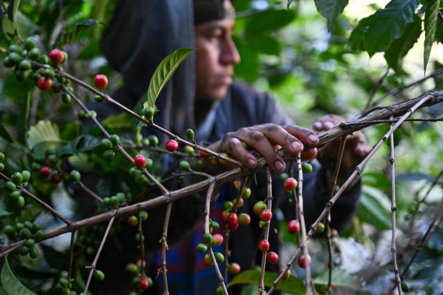 An indigenous man picks coffee beans during a harvest at the Santa Victoria coffee farm factory in Panajachel, Guatemala on January 16, 2026. (Photo by JOHAN ORDONEZ / AFP)