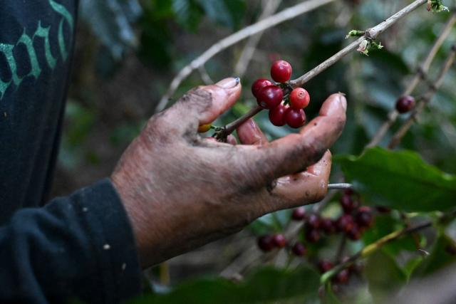 An indigenous man picks coffee beans during a harvest at the Santa Victoria coffee farm factory in Panajachel, Guatemala on January 16, 2026. (Photo by Johan ORDÓÑEZ / AFP)