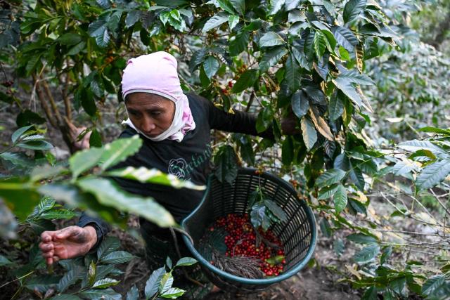 An indigenous woman picks coffee beans during a harvest at the Santa Victoria coffee farm factory in Panajachel, Guatemala on January 16, 2026. (Photo by Johan ORDÓÑEZ / AFP)
