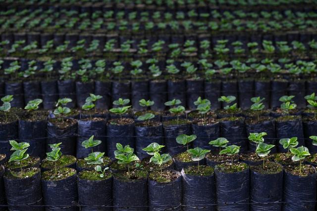 Coffee sprouts are pictured at Santa Victoria coffee farm factory in Panajachel, Guatemala on January 16, 2026. (Photo by JOHAN ORDONEZ / AFP)