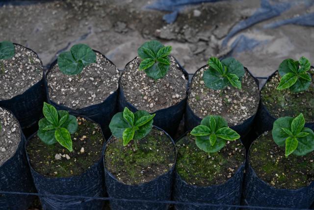 Coffee sprouts are pictured at Santa Victoria coffee farm factory in Panajachel, Guatemala on January 16, 2026. (Photo by JOHAN ORDONEZ / AFP)