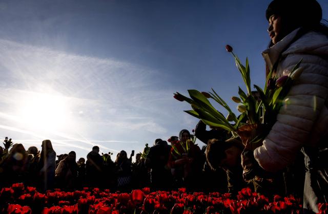 TOPSHOT - Visitors pick tulip flowers for free at a picking garden at Museumplein park on National Tulip Day in Amsterdam on January 17, 2026. (Photo by Koen van Weel / ANP / AFP) / Netherlands OUT