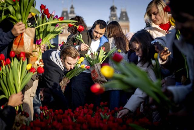 TOPSHOT - Visitors pick tulip flowers for free at a picking garden at Museumplein park on National Tulip Day in Amsterdam on January 17, 2026. (Photo by Koen van Weel / ANP / AFP) / Netherlands OUT
