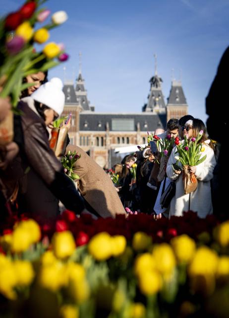 Visitors pick tulip flowers for free at a picking garden at Museumplein park on National Tulip Day in Amsterdam on January 17, 2026. (Photo by Koen van Weel / ANP / AFP) / Netherlands OUT